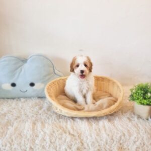 Cockapoo UK M&F