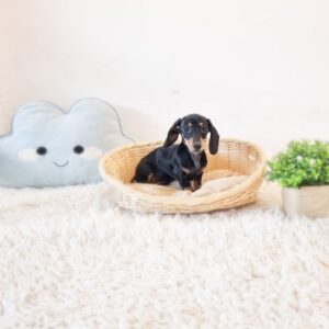 Short Hair Mini Dachshund Australia F