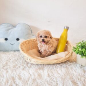 Tiny Maltipoo Australia F
