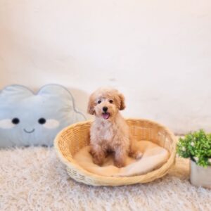 Tiny Cavapoo Australia F