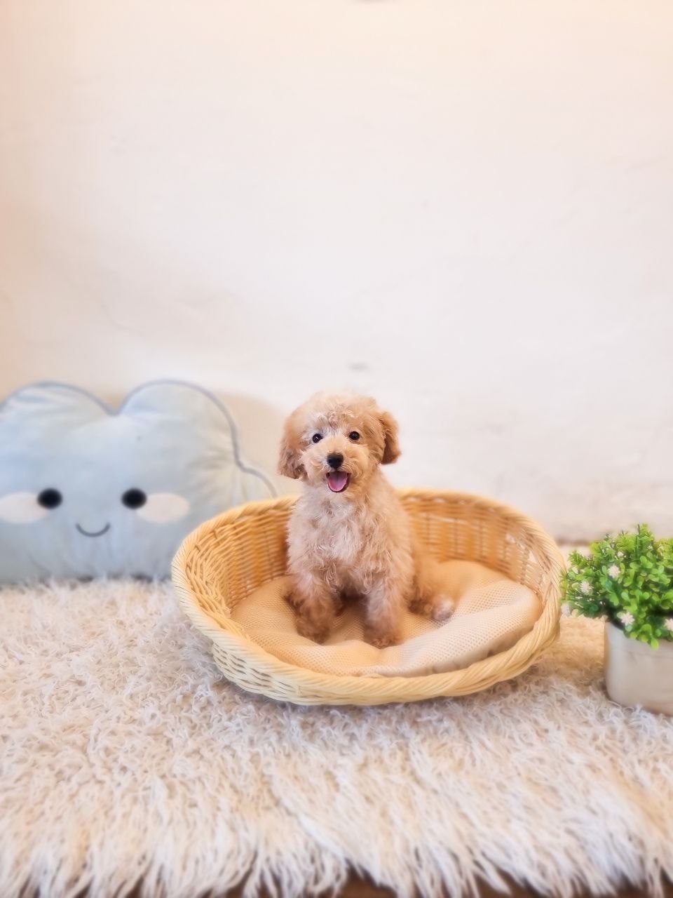Tiny Cavapoo Australia F
