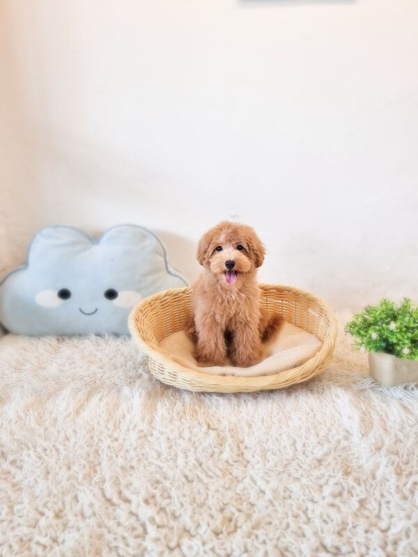 Tiny Cavapoo Australia F - Image 3